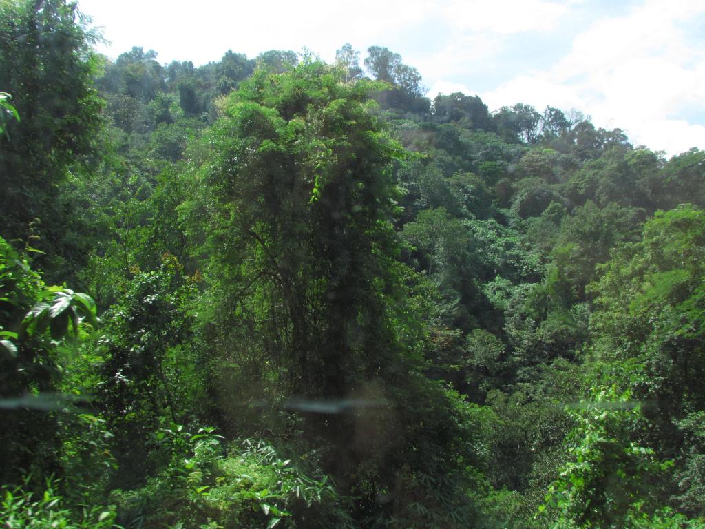 Way to Munnar passes through hills and forests. A welcome change from the usual congestion of cities.