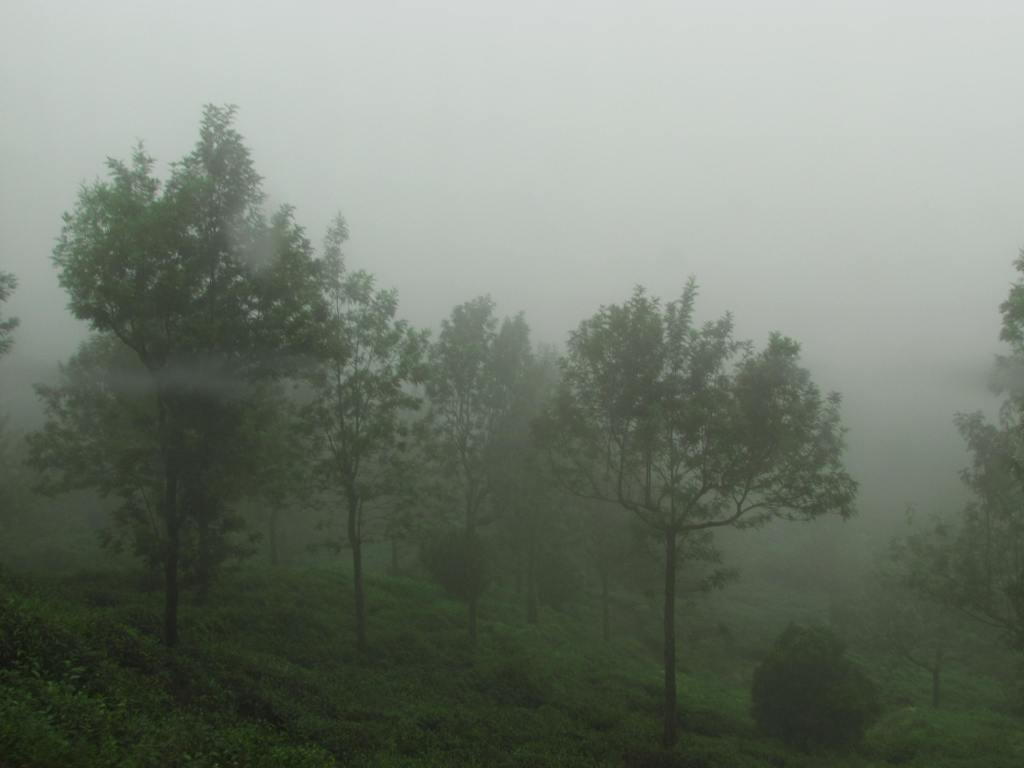 Tea estates on the way engulfed in clouds.