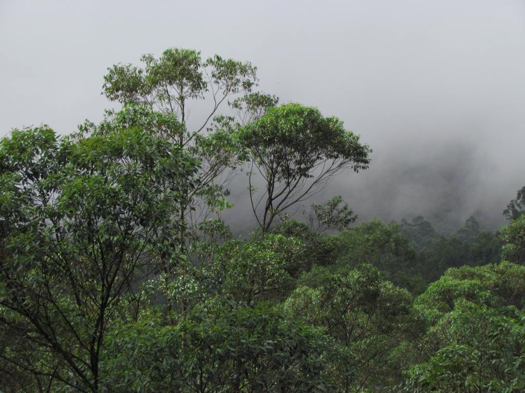Fog, trees and hills my favorite site