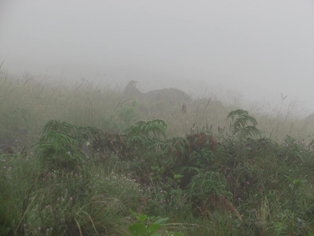 wild goat in the fog