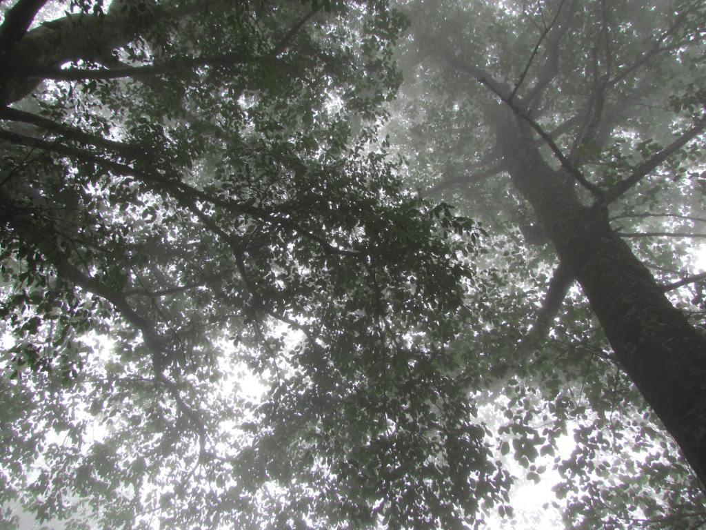 Never thought simple leaves on the tree could be so beautful