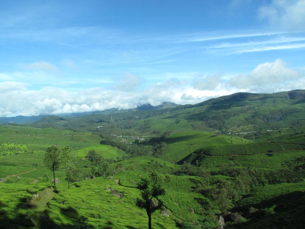 Tea estates present a beautiful site with the backdrop of blue sky
