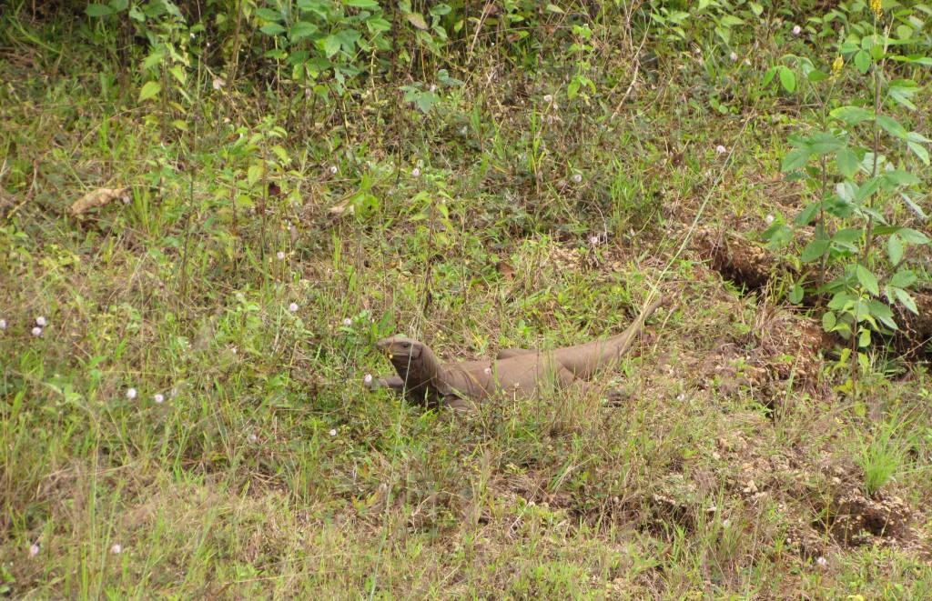 Dragon lizard posing for picture
