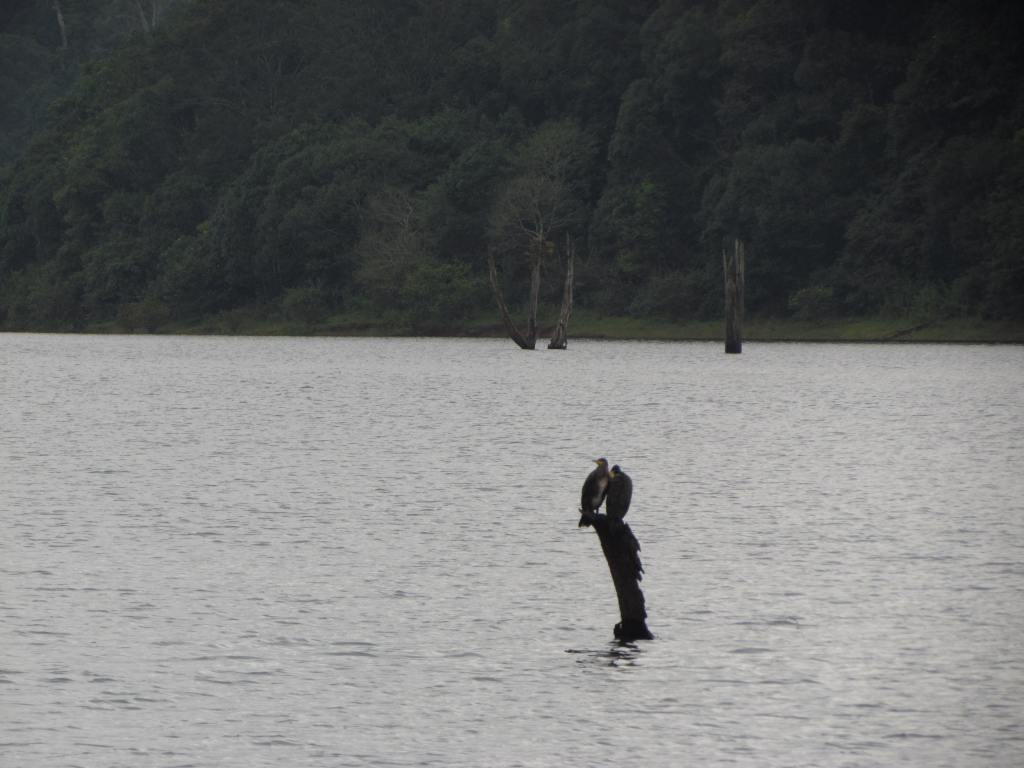 Couple of birds can be seen sitting on the half cut trees in Periyar lake