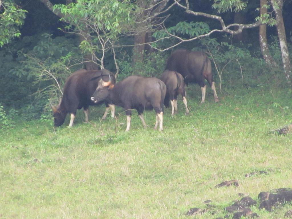 The boat supervisor shot these from a distance of more than 500 meters